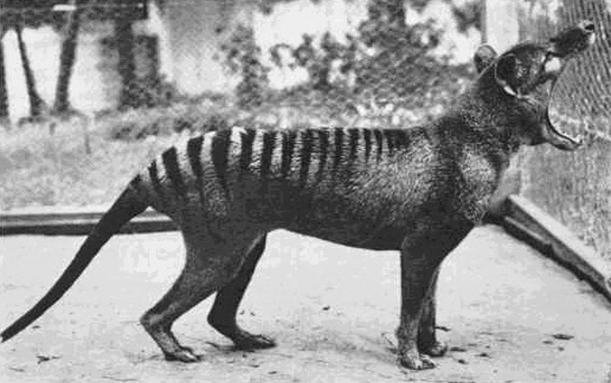 O Tigre da Tasmânia pode não estar extinto